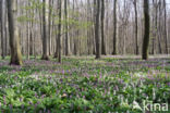 Hollow-root (Corydalis cava)