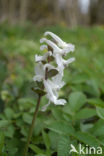 Holwortel (Corydalis cava)