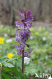 Holwortel (Corydalis cava)