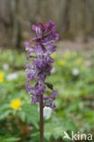 Holwortel (Corydalis cava)