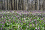 Holwortel (Corydalis cava)