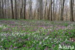 Holwortel (Corydalis cava)