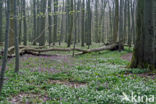 Holwortel (Corydalis cava)