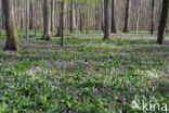 Hollow-root (Corydalis cava)