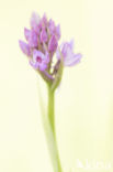 Pyramidal Orchid (Anacamptis pyramidalis)