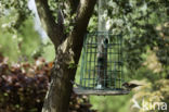 House Sparrow (Passer domesticus)