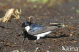 Common House-Martin (Delichon urbicum)