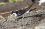 Common House-Martin (Delichon urbicum)