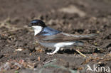 Common House-Martin (Delichon urbicum)