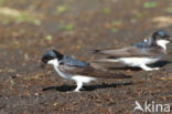 Common House-Martin (Delichon urbicum)