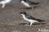 Common House-Martin (Delichon urbicum)