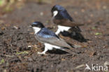 Common House-Martin (Delichon urbicum)