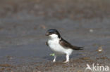 Common House-Martin (Delichon urbicum)