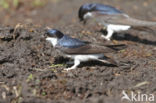 Common House-Martin (Delichon urbicum)