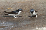 Common House-Martin (Delichon urbicum)