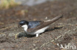 Common House-Martin (Delichon urbicum)