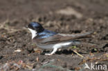 Common House-Martin (Delichon urbicum)