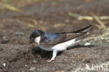 Common House-Martin (Delichon urbicum)