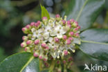 Hulst (Ilex aquifolium)