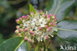 Holly (Ilex aquifolium)