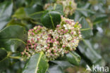 Hulst (Ilex aquifolium)