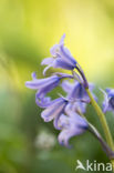 Hyacinth (Hyacinthus spec)