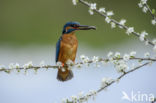 Kingfisher (Alcedo atthis)