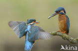 Kingfisher (Alcedo atthis)