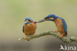 Kingfisher (Alcedo atthis)