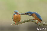 Kingfisher (Alcedo atthis)