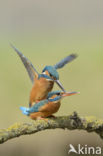 Kingfisher (Alcedo atthis)