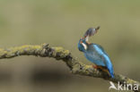 IJsvogel (Alcedo atthis)