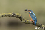 IJsvogel (Alcedo atthis)