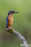 Kingfisher (Alcedo atthis)