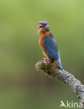 Kingfisher (Alcedo atthis)