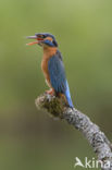 IJsvogel (Alcedo atthis)