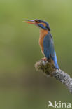 Kingfisher (Alcedo atthis)