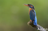 Kingfisher (Alcedo atthis)