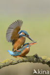 Kingfisher (Alcedo atthis)