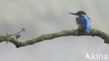 Kingfisher (Alcedo atthis)