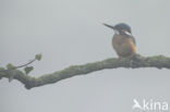 IJsvogel (Alcedo atthis)