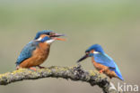 IJsvogel (Alcedo atthis)