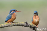 IJsvogel (Alcedo atthis)