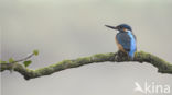 Kingfisher (Alcedo atthis)