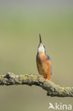 Kingfisher (Alcedo atthis)