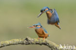 IJsvogel (Alcedo atthis)