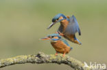 Kingfisher (Alcedo atthis)