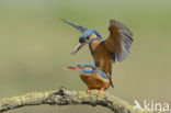 IJsvogel (Alcedo atthis)