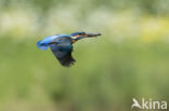 IJsvogel (Alcedo atthis)