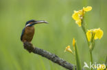 Kingfisher (Alcedo atthis)